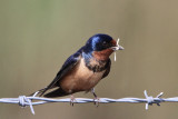 Swallow-Martin