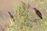 Least Bittern