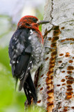 Red-breasted Sapsucker