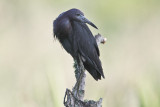 Little Blue Heron 