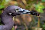 Little Blue Heron