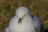 Red-billed Gull 
