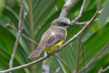 Gray-capped Flycatcher