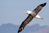 New Zealand White-capped Albatross