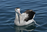 Gibson Wandering Albatross