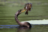 Anhinga