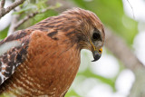 Red-shouldered Hawk 