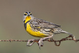 Eastern Meadowlark