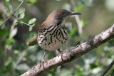 Long-billed Thrasher