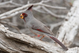 Pyrrhuloxia 