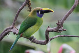 Emerald Toucanet