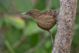 Clay-colored Thrush