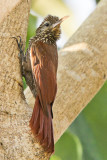 Streak-headed Woodcreeper