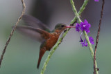 Cinnamon Hummingbird 