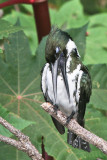 Amazon Kingfisher 