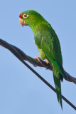 Crimson-fronted Parakeet