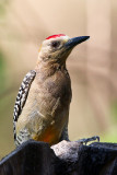 Hoffmanns Woodpecker 