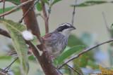 Strip Headed Sparrow