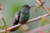 Black-bellied Hummingbird 