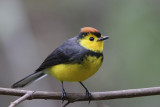 Collared Redstart 