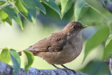 Clay-colored Thrush