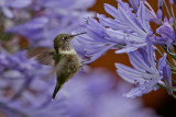 Volcano Hummingbird 