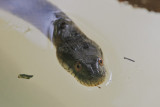 Broad-banded Water Snake 