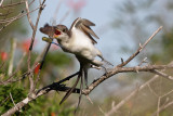 Yellow-billed Cuckoo 