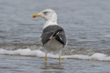 Lesser Black-backed Gull