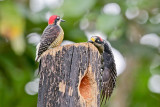 Black-cheeked Woodpecker 
