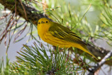 Yellow Warbler 