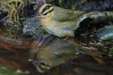 Worm-eating Warbler 