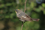 Audubons Warbler 