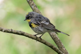 Audubons Warbler 