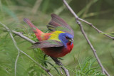 Painted Bunting