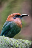 Broad-billed Motmot 