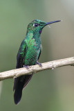 Green-crowned Brilliant 