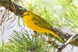 Yellow Warbler 