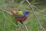 Painted Bunting 