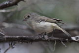 Huttons Vireo 