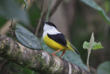 White-collared Manakin 