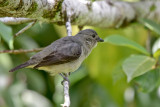 Plain-colored Tanager