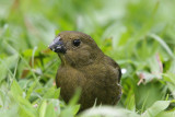 Variable Seedeater