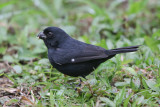 Variable Seedeater 