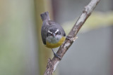 Bananaquit