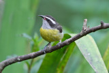 Bananaquit