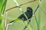 Blue-black Grassquit 