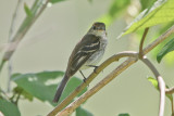 Bran-colored Flycatcher