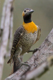 Campo Flicker