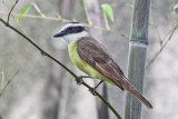 Great Kiskadee 